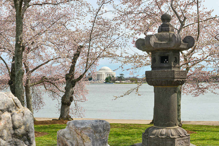 Cherry trees in bloom at Tidal Basin in DC in springtime – a great treat for those moving to the Capitol