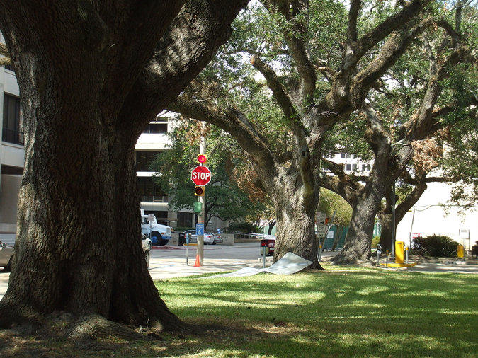 Neighborhoods with streets lined with majestic southern oak trees near downtown