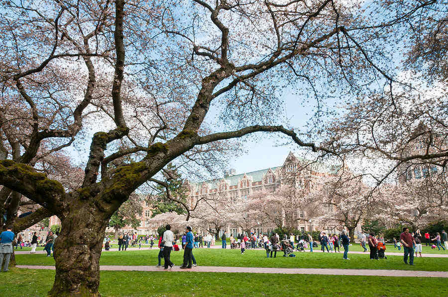 The University of Washington campus with cherry trees in bloom