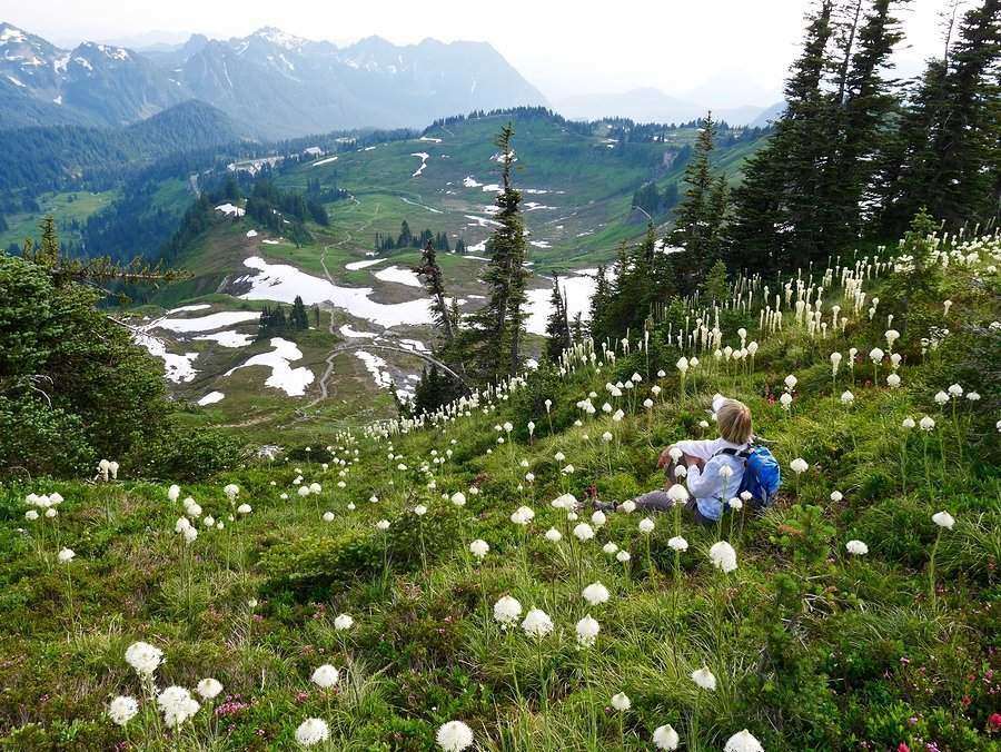 The stunning view from High Skyline Trail in Mt. Rainier National Park