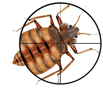 The threat of bed bugs is taken seriously in the moving industry.